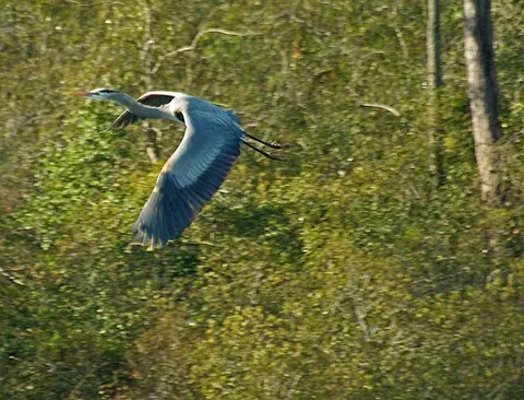 great blue heron: a large wading bird of the species Ardea herodias