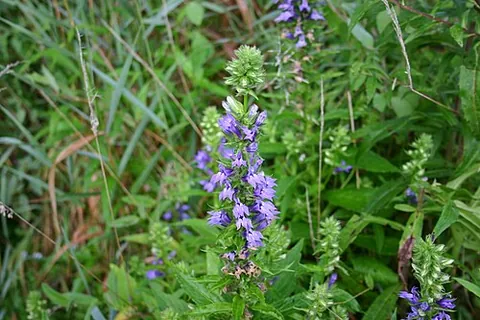 great blue lobelia: lobelia siphilitica, native to almost all of eastern and central North America