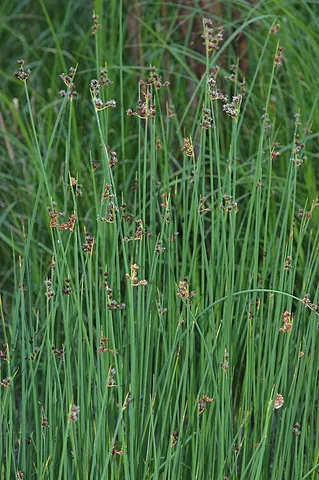 great bulrush: schoenoplectus tabernaemontani, a species of bulrush