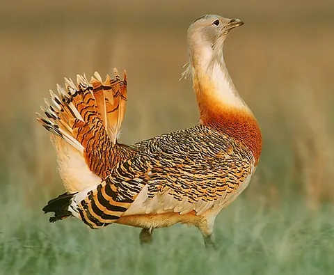 great bustard: a bird of the species Otis tarda, native to Iberia, but found at least seasonally in many parts of...
