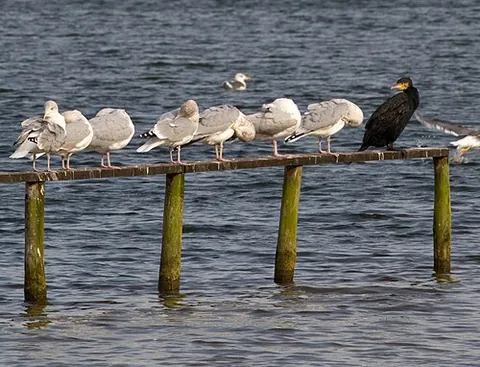 great cormorant: a seabird of the species Phalacrocorax carbo