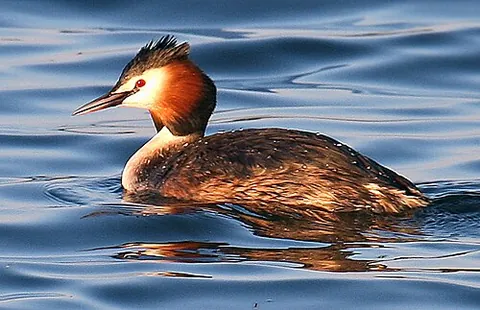 great crested grebe: a freshwater bird of species Podiceps cristatus, of Europe and Asia