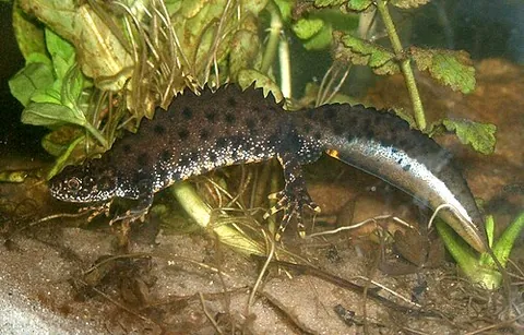 great crested newt: a newt, Triturus cristatus, found in parts of Europe and Asia
