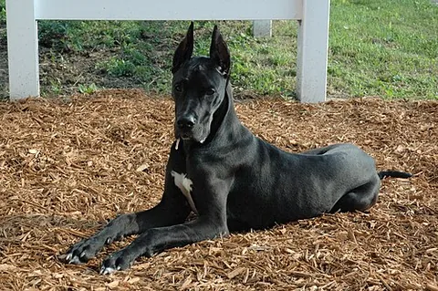 great dane: a mastiff known for its great size, bred in Germany to hunt boar and large game