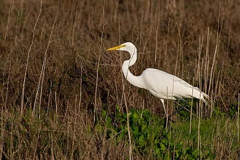 great egret: a large, white egret, Ardea alba, found around the world