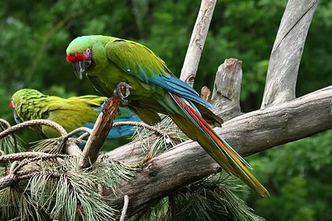 great green macaw: an endangered parrot, Ara ambiguus, found in Central America