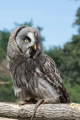 great grey owl: strix nebulosa, a very large owl