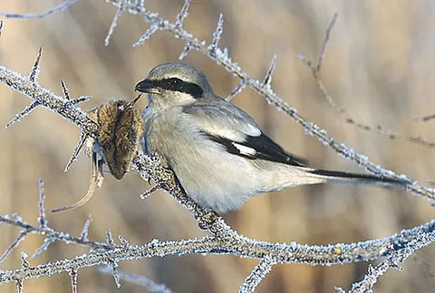 great grey shrike: lanius excubitor, a species of shrike