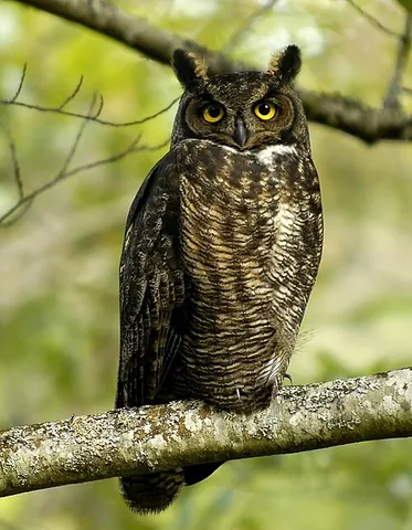 great horned owl: any member of the species Bubo virginianus of large owls, resident in North America, having tufts...