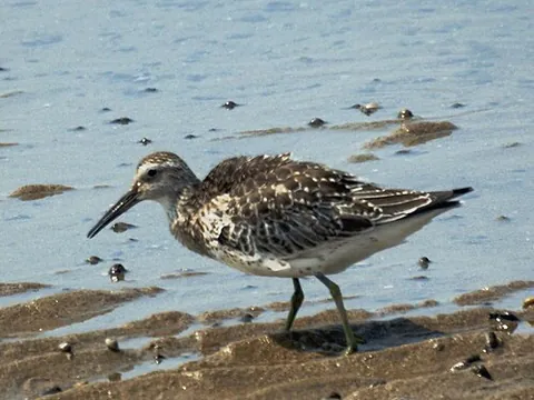 great knot: calidris tenuirostris, a species of wading bird