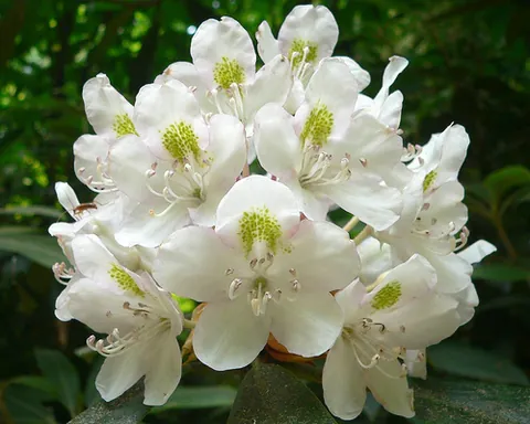 great laurel: rhododendron maximum, a species of rhododendron native to eastern North America