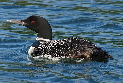 great northern diver: a large member of the diver family, Gavia immer, commonly breeding in North America, where it is...