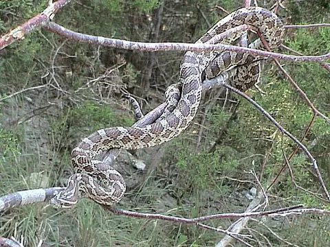 great plains rat snake: pantherophis emoryi, a North American species of nonvenomous semiarboreal rat snake