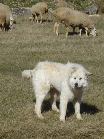 great pyrenees: a large breed of dog originating in France and often used to guard livestock