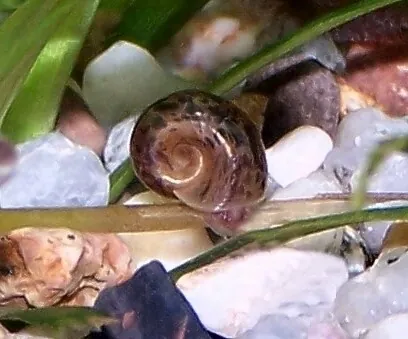 great ramshorn: planorbarius corneus, a freshwater air-breathing snail