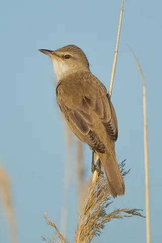 great reed warbler: an Old World warbler of species Acrocephalus arundinaceus, breeding in much of western Eurasia,...