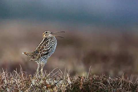 great snipe: a medium-small wading bird (Gallinago media)