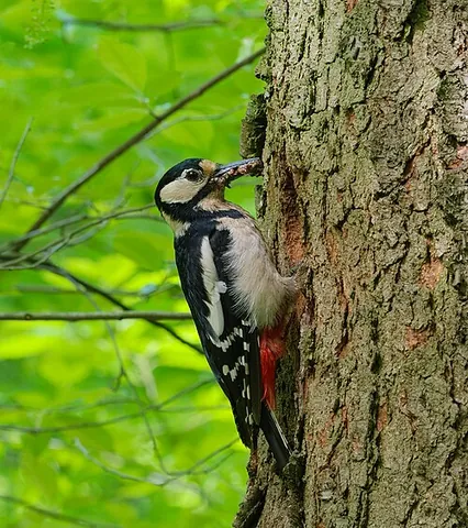 great spotted woodpecker: a species of woodpecker, Dendrocopos major