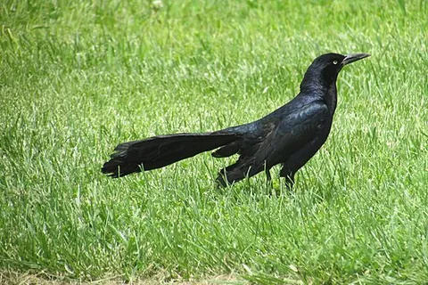 great-tailed grackle: quiscalus mexicanus, a medium sized grackle similar in size and appearance to a small raven,...