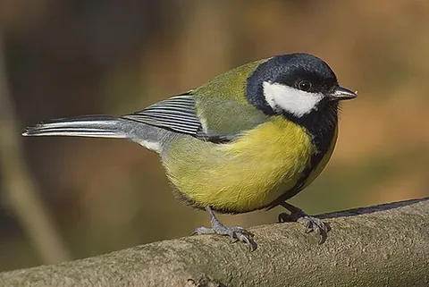 great tit: a bird in the Paridae family, Parus major