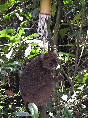greater bamboo lemur: a large, greyish brown lemur with white ear tufts, Prolemur simus
