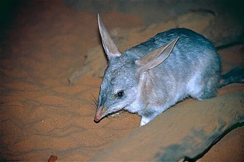 greater bilby: an endangered and the only known extant species of bilby, a rabbit-sized marsupial, Macrotis...