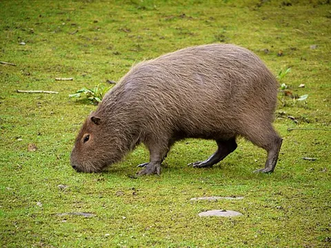 greater capybara: a semi-aquatic South American rodent of the species Hydrochoerus hydrochaeris, the largest living...