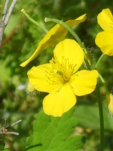 greater celandine: a European perennial herb, Chelidonium majus, a flower of the poppy family with yellow flowers,...