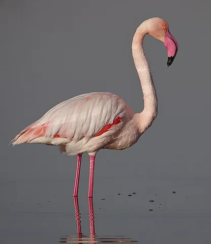 greater flamingo: phoenicopterus roseus, the most widespread and largest species of the flamingo family, found in...