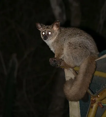 greater galago: any of three species of strepsirrhine primates of the genus Otolemur