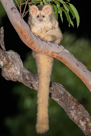 greater glider: a large gliding marsupial in the genus Petauroides, found in eastern Australia