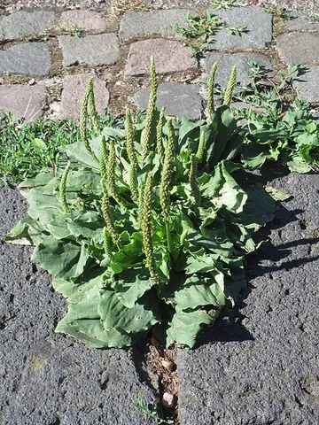 greater plantain: plantago major