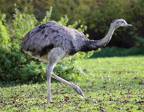 greater rhea: rhea americana, a species of flightless bird native to eastern South America