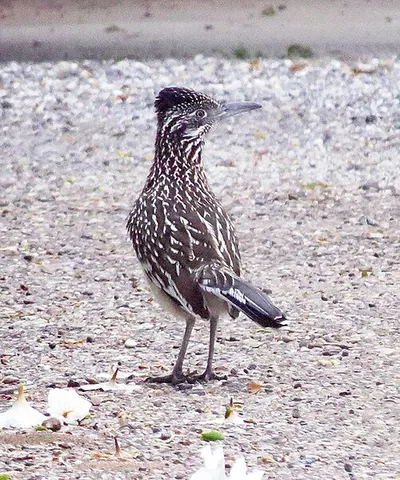 greater roadrunner: a bird native to North and Central America, Geococcyx californianus