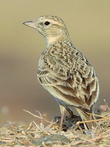 greater short-toed lark: calandrella brachydactyla, a small passerine bird