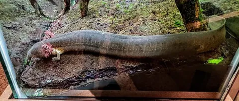 greater siren: a species of aquatic salamander, Siren lacertina, found in the coastal plains of the southeastern...