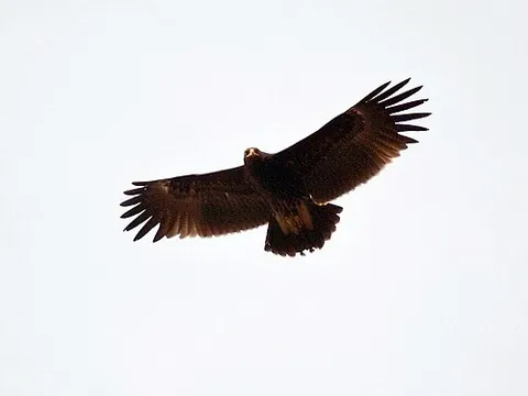 greater spotted eagle: any member of the species Clanga clanga, a medium-sized migratory raptor native to Asia,...