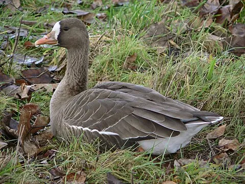 greater white-fronted goose: a species of goose, Anser albifrons, breeding in the Arctic and migrating to the south in winter