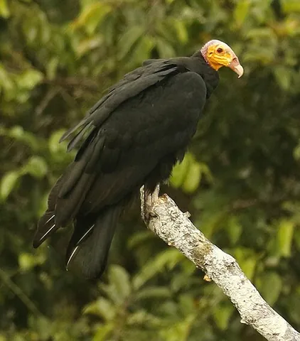 greater yellow-headed vulture: cathartes melambrotus, a species of vulture found in a large portion of northern South America