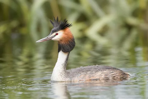 grebe: any of several waterbirds in the family Podicipedidae of the order Podicipediformes. They have...