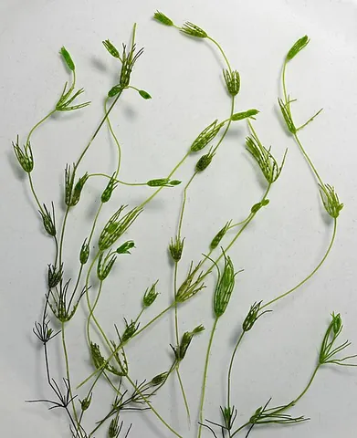 green alga: any of very many plant organisms, of the phyla Chlorophyta and Charophyta, that grow in damp...