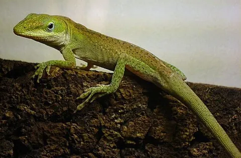 green anole: an arboreal lizard, Anolis carolinensis, native to the southeastern United States