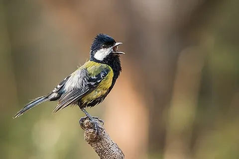 green-backed tit: parus monticolus, a small bird of the tit family Paridae
