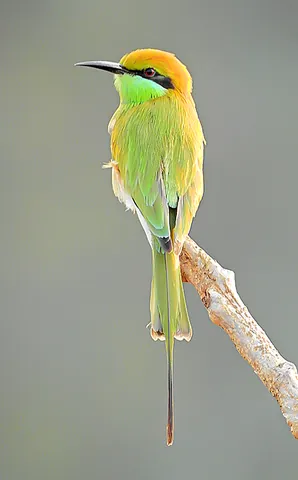 green bee-eater: merops orientalis, a species of bee-eater found in North Africa and the Middle East