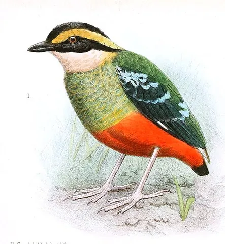 green-breasted pitta: pitta reichenowi, a species of titta bird native to central Africa