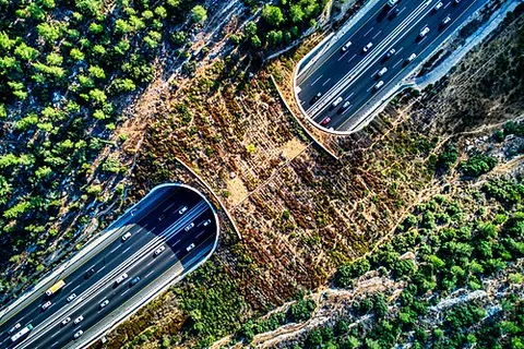 green bridge: a vegetation covered bridge over a motorway or railway that allows wildlife to safely cross over; a...