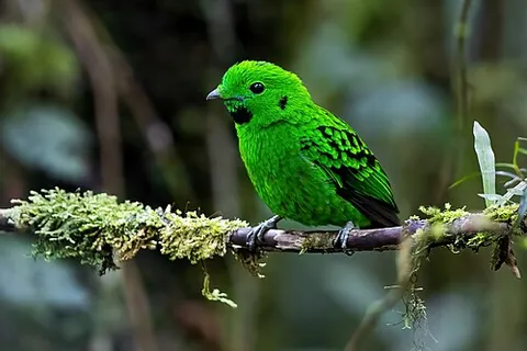 green broadbill: any of the genus Calyptomena of passerine birds, of Southeast Asia