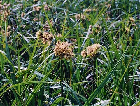 green bulrush: a plant of the species Scirpus atrovirens