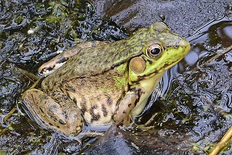 green frog: a frog of eastern North America, Lithobates clamitans