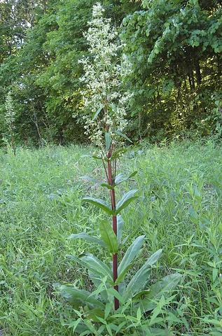 green gentian: any plant of the genus Frasera